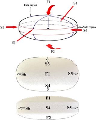 Characterization of enteric-coated erythromycin tablets by Raman mapping and its pharmaceutical evaluation